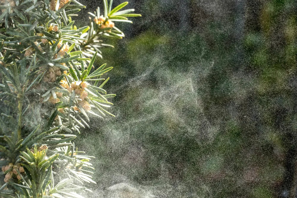 給気口フィルターで花粉対策はできる？フィルターを選ぶ際のポイント